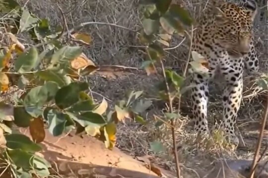 विशालकाय अजगराने हवेत उडी घेत केला बिबट्याच्या शिकारीचा प्रयत्न; लढाईचा शेवट झाला वेगळाच, पाहा VIDEO