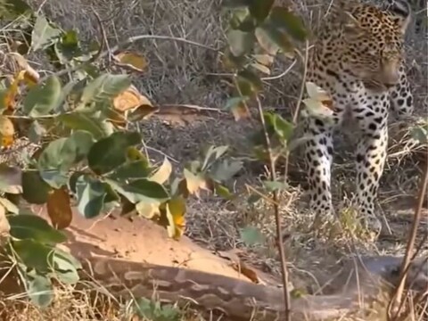 या व्हिडिओमध्ये एक अजगर बिबट्यावर हल्ला करताना दिसत आहे (Leopard and Python Fight Video). व्हिडिओ पाहून तुमच्या अंगावरही काटा येईल. 

