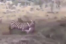 शिकारीचा डाव उलटला; झेब्र्यावर हल्ला करणाऱ्या सिंहाची झाली भयंकर अवस्था, VIDEO