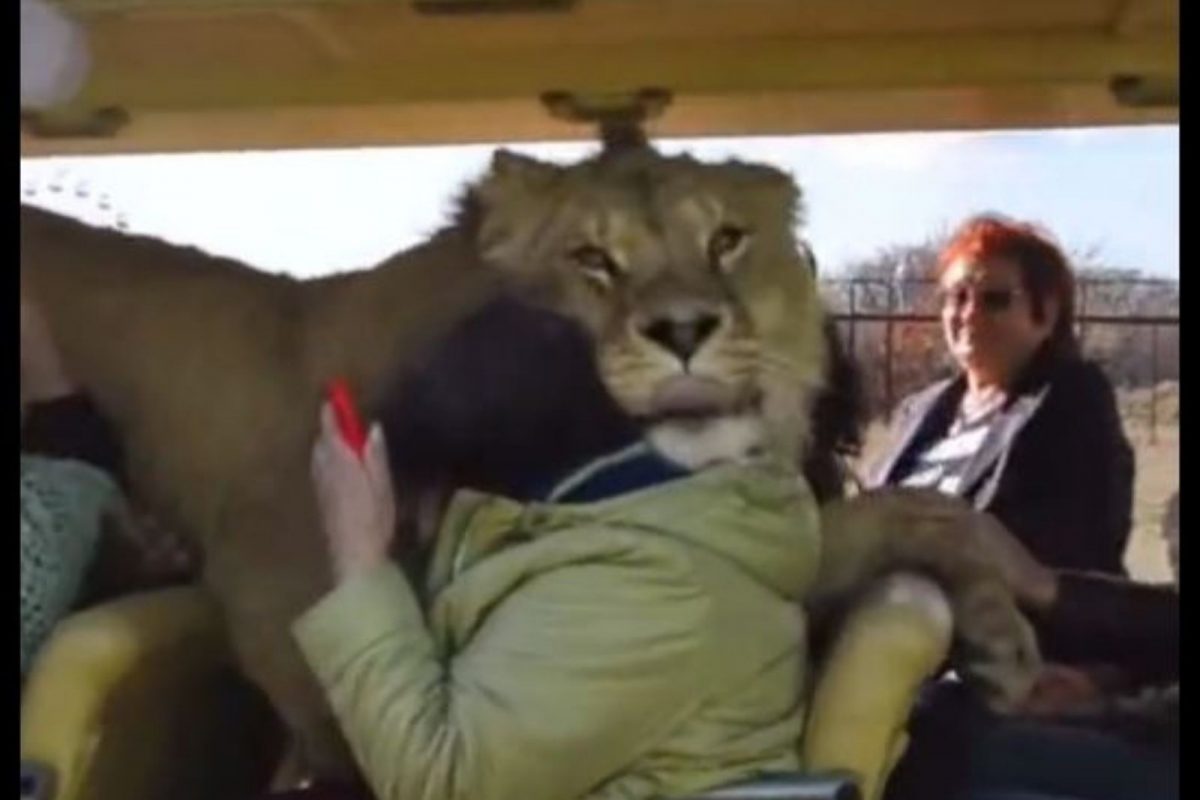 अचानक पर्यटकांच्या गाडीमध्ये शिरला सिंह; व्यक्तीशेजारी गेला अन्..., VIDEO चा शेवट पाहून व्हाल अवाक