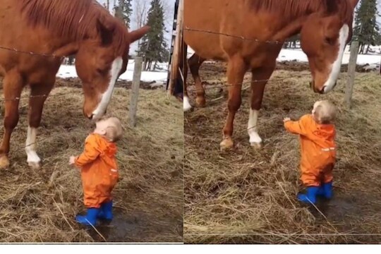 OMG! प्रेमाने चक्क घोड्याला KISS करायला गेला चिमुकला; प्राण्याने काय केलं पाहा, VIDEO