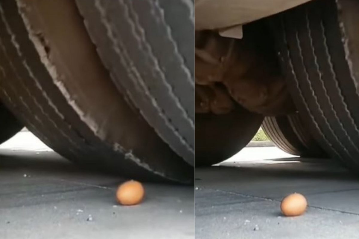 काय सांगता! संपूर्ण ट्रक वरुन गेला तरीही अंडं सुरक्षित; हे कसं घडलं? पाहा VIDEO
