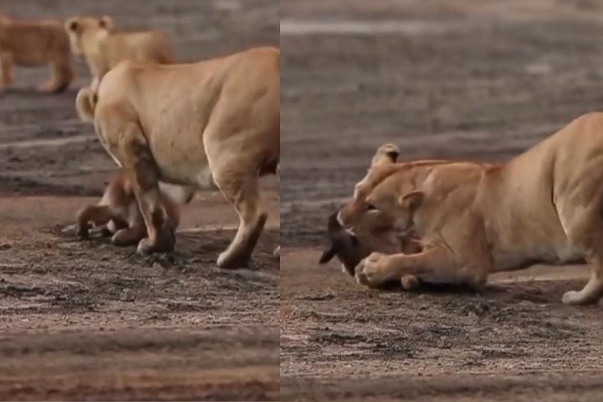 अतिआत्मविश्वास नडला! विनाकारण सिंहासोबत लढायला गेलं हरणाचं पाडस; शेवटी काय घडलं बघा, VIDEO