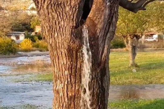 Waterfall Tree
