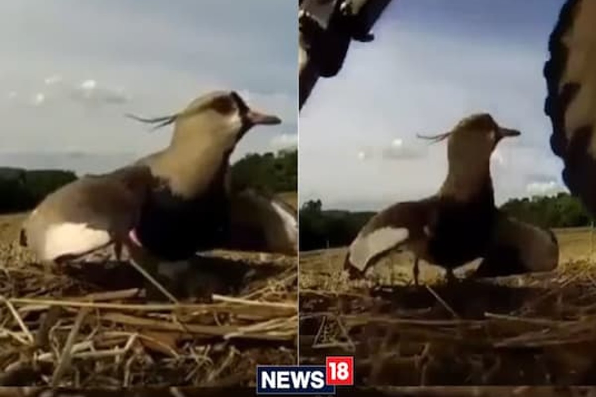 40 सेकंद मृत्यूशी सामना करत होती आई; अंड्यातली पिल्ले वाचवण्यासाठी पत्करला धोका आणि...