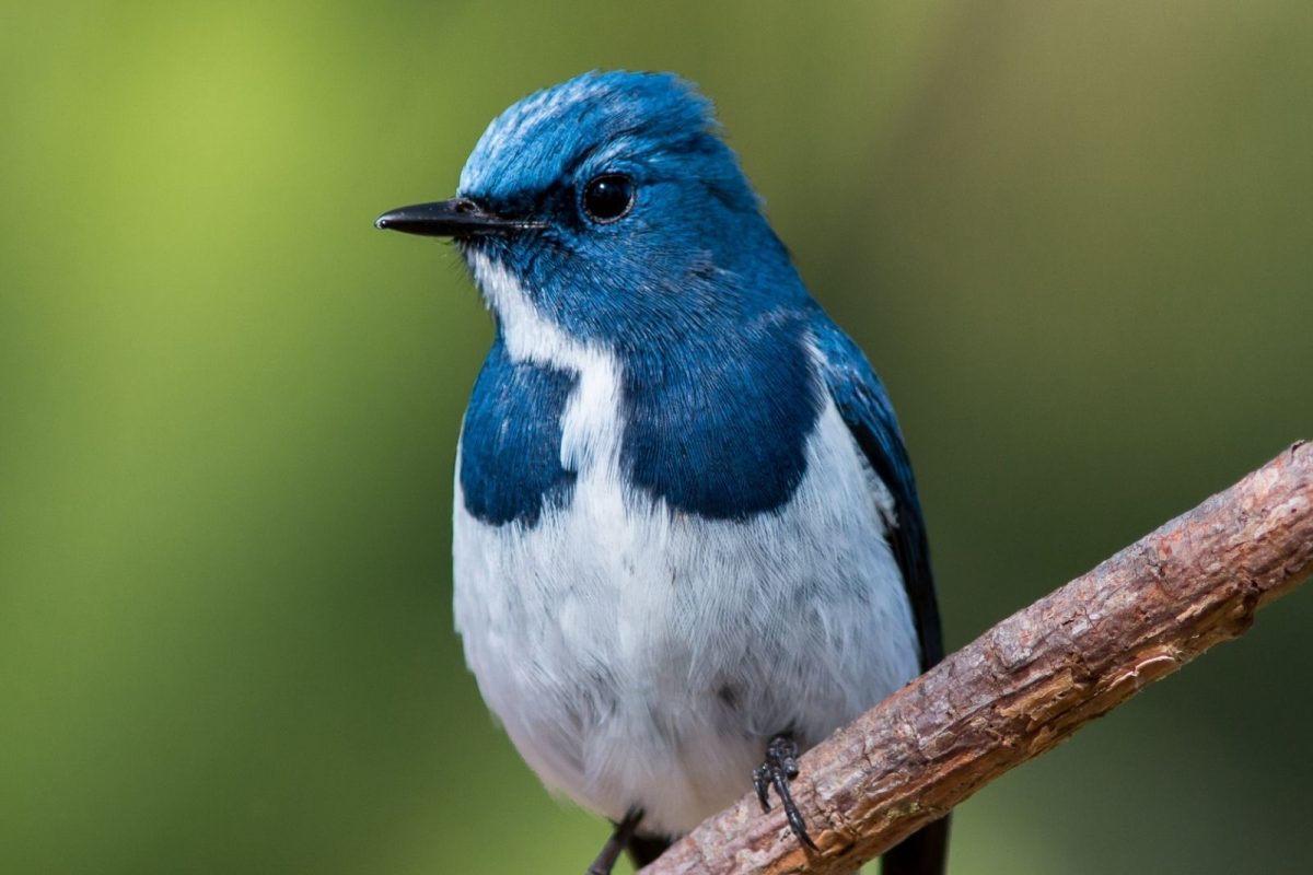 उल्कापातानंतर डायनासोर नामशेष झाले! पण, पक्षी कसे वाचले? अखेर कोडं उलगडलं