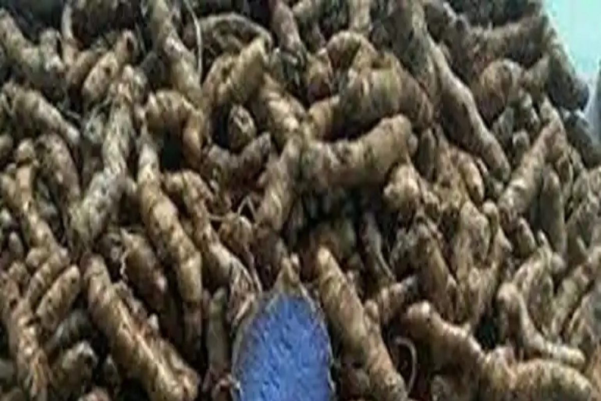 Business Idea: काळ्या हळदीची शेती करा, किलोला 1000 रुपये कमवून मालामाल व्हा