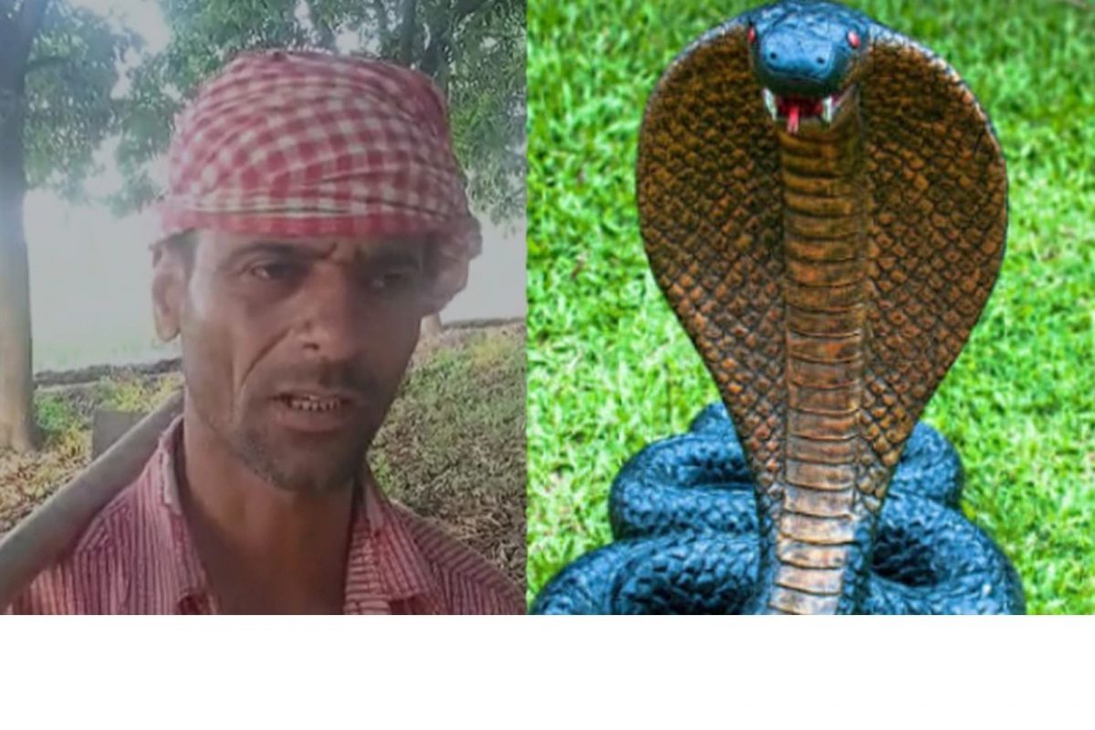 Shocking News: नागाच्या मृत्यूचा सूड उगवण्याचा नागिणीचा प्रयत्न, तरुणाला 7 वेळा डसली