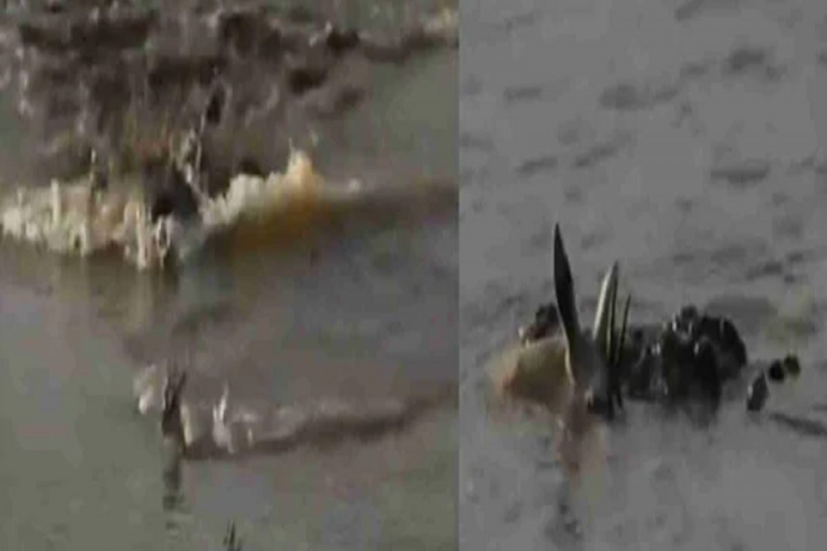 पिल्लाला वाचवण्यासाठी मगरीच्या जबड्यात गेली आई; मन हेलावणारा VIDEO