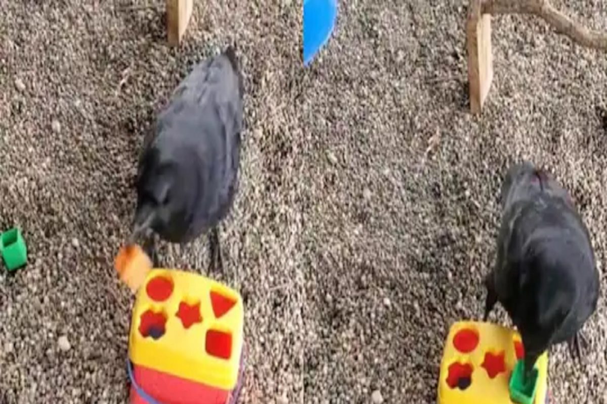 OMG! सोशल मीडियावर या कावळ्याचं होतंय कौतुक! VIDEO पाहून नेटिझन्स थक्क