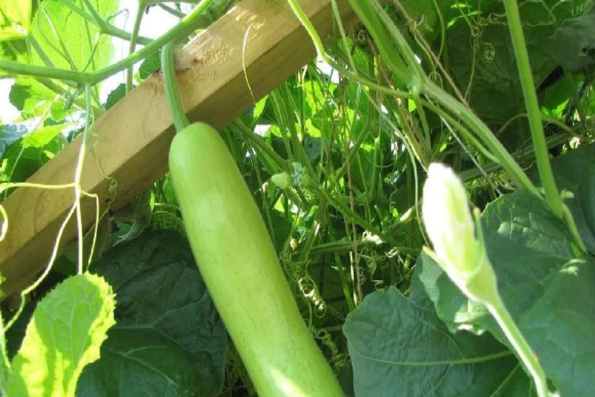 Health Tips : दुधी भोपळा आरोग्यदायी असला तरी त्याचे साईड इफेक्ट तुम्हाला माहीत आहेत का?