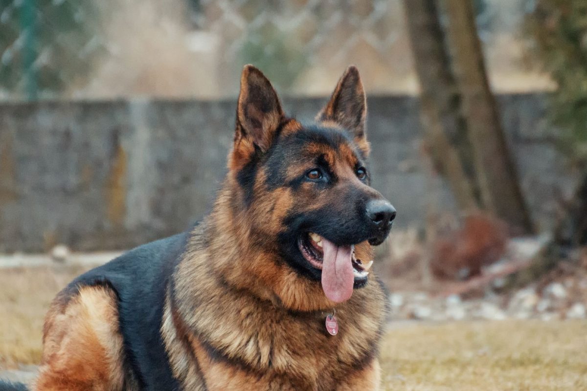 श्वानाची मालकाप्रती असलेली निष्ठा पाहून ग्रामस्थही भारावले! 8 महिने उपाशी राहत केलं घराचं संरक्षण