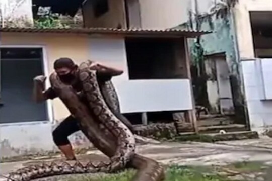 बापरे! तरुणाच्या खांद्यावर चढले 2 महाकाय अजगर आणि...; थरकाप उडवणारा VIDEO