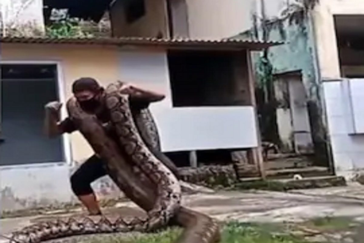 बापरे! तरुणाच्या खांद्यावर चढले 2 महाकाय अजगर आणि...; थरकाप उडवणारा VIDEO