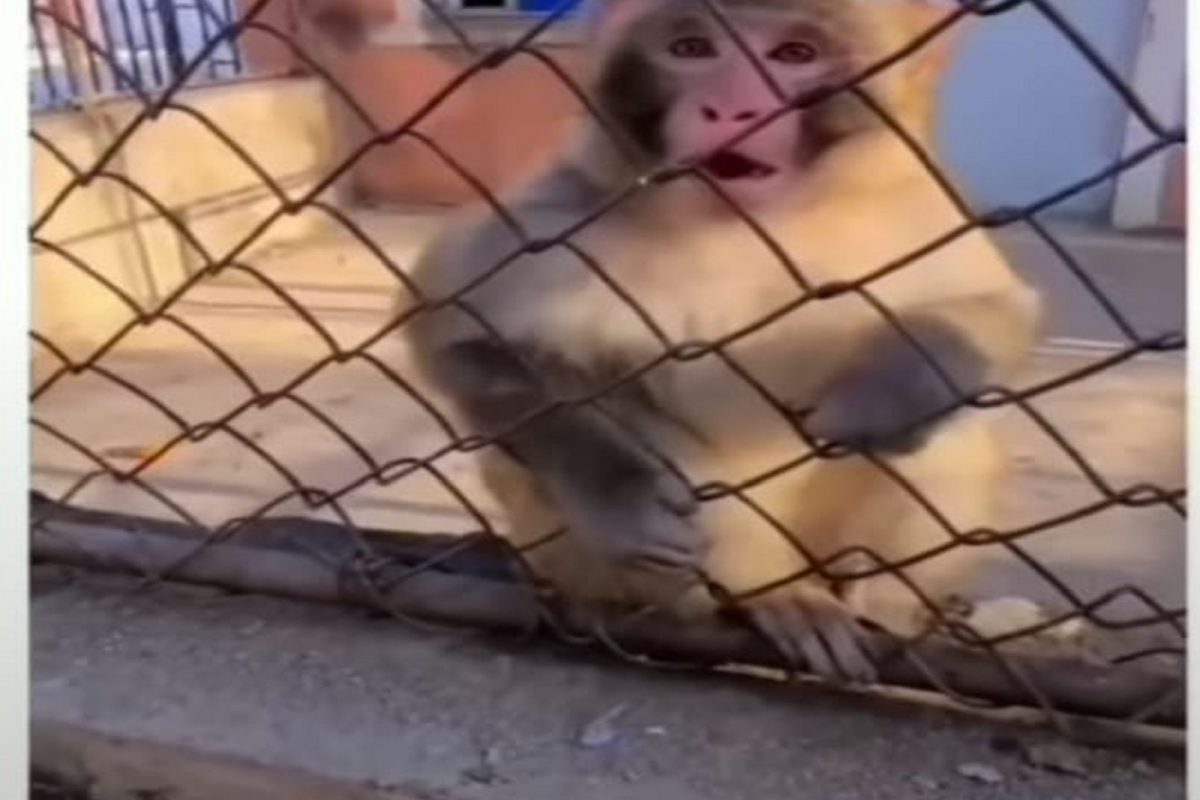 Monkey चा Video पाहून भडकले नेटिझन्स; असं यात आहे तरी काय पाहा