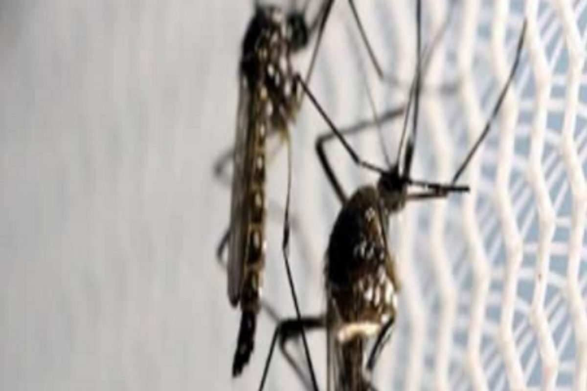 प्रयोगशाळेत संशोधक तयार करतात अब्जावधींच्या संख्येत मच्छर, या मागचं कारण ऐकूण थक्क व्हाल