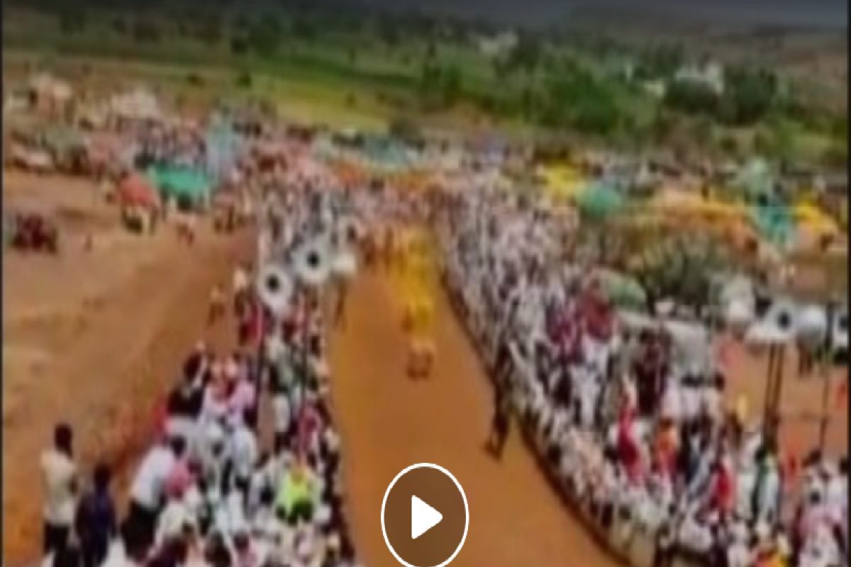 VIDEO: वेगवान बैलजोडीनं उडी मारत वाचवलं मालकाला, काळजाचा ठोका चुकवणारी दृश्य