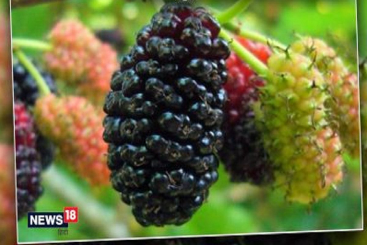 छोटंस दिसणारं हे फळ किडनी, फुफ्फुसांसह त्वचा विकारांवरही आहे भारी; जाणून घ्या फायदे