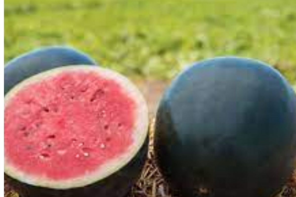 बापरे! जगातील सर्वांत महाग कलिंगड; एका कलिंगडाची किंमत तब्बल 4.5 लाख रुपये