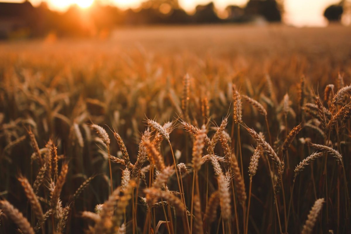 रशिया-युक्रेन युद्धानंतर धान्याच्या किमती रेकॉर्ड ब्रेक पातळीवर! वाचा कोणत्या वस्तूंवर पडणार प्रभाव