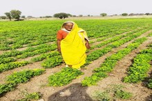 84 वर्षांच्या आजीबाईची प्रेरणादायी कहाणी! आजही करतात शेती, शासनाने केलाय गौरव