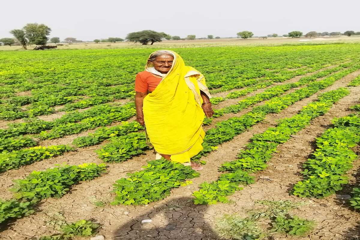 Inspiring Story : 84 व्या वर्षीही आजी करतात शेती, 5 एकराची केली 30 एकर! तरुणांना लाजवेल असा उत्साह