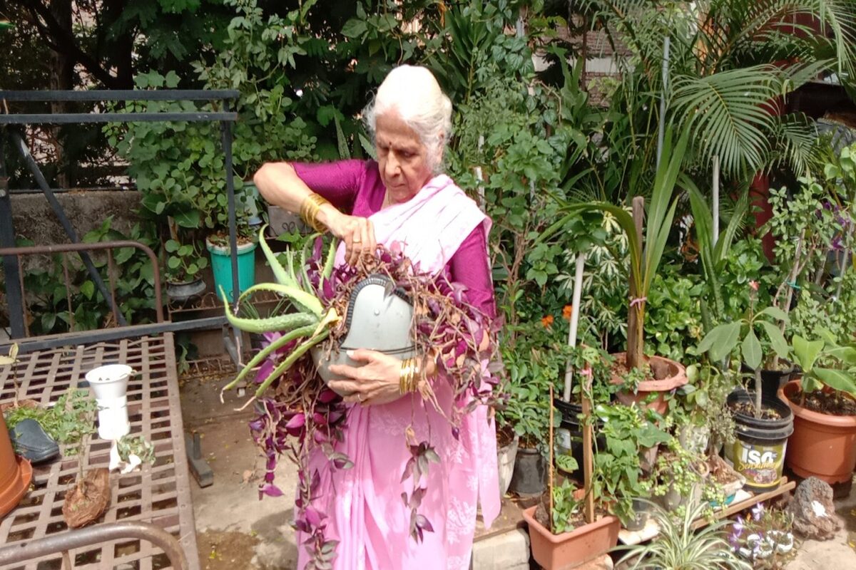 Planting Hobby : पुण्यातील 77 वर्षांच्या आजीबाईंची कमाल, पाहा, त्या कुठे लावतात रोपे?