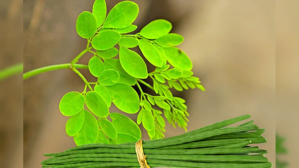 Health news drumstick leaves are best for health many benefits from