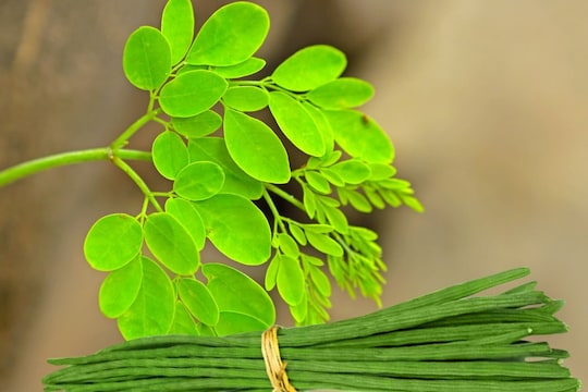 शुगर कंट्रोलपासून वजन कमी करण्यापर्यंत शेवग्याची पानं आहेत वरदान! अशा पद्धतीनं करा वापर