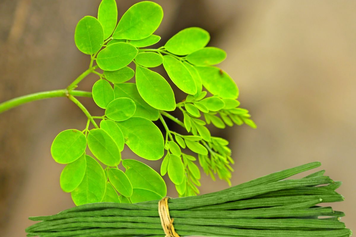 शुगर कंट्रोलपासून वजन कमी करण्यापर्यंत शेवग्याची पानं आहेत वरदान! अशा पद्धतीनं करा वापर
