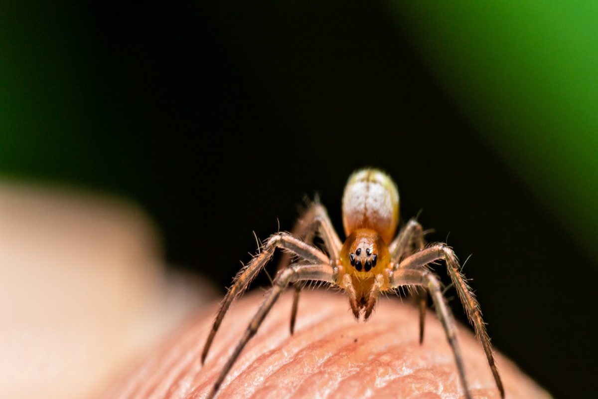 कोळी अंगावर चढलेला दिसणं शुभ मानलं जातं की अशुभ? जाणून घ्या त्याविषयी रंजक गोष्टी