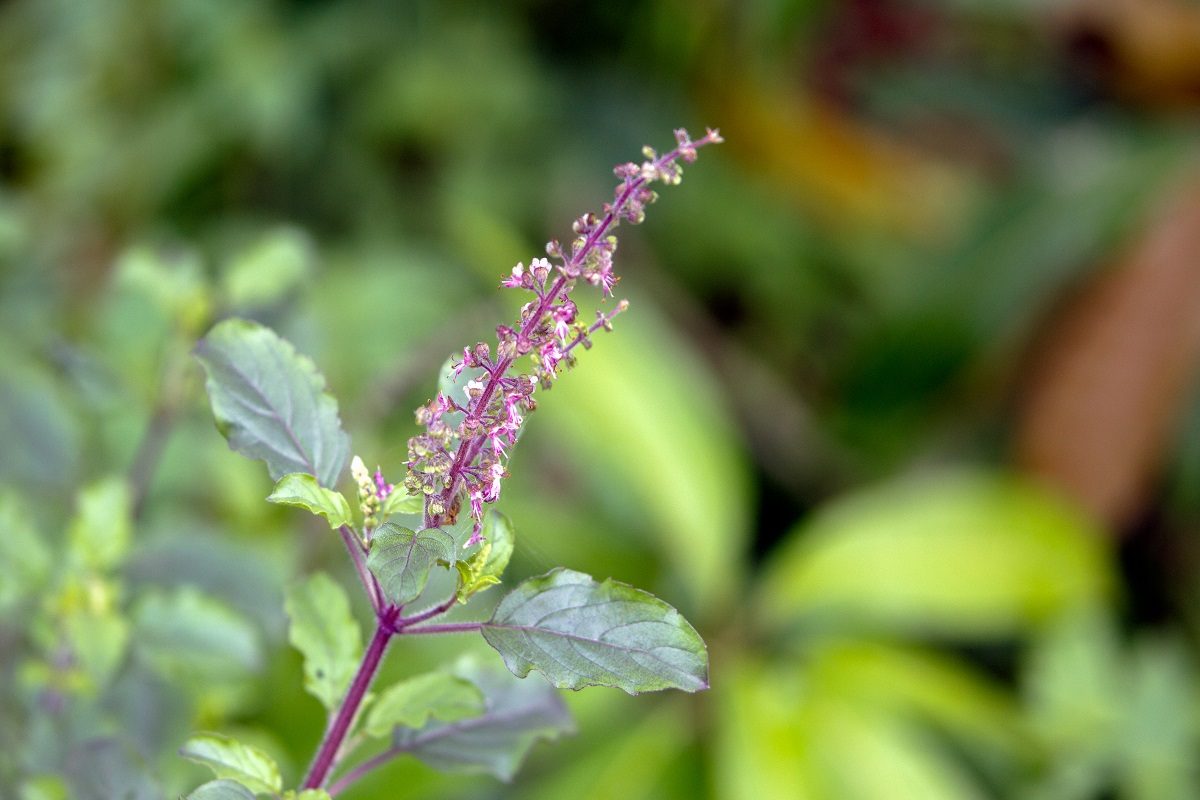 Vastu: आर्थिक चणचण, अनंत अडचणी दूर करण्यासाठी तुळशीचा असा करतात उपयोग