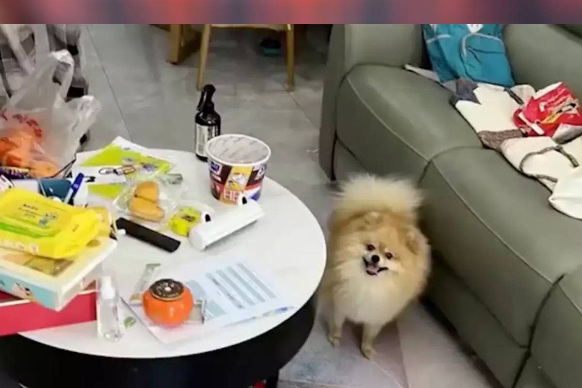 13 वर्षांचा मुलगा 66 दिवस घरात एकटाच राहिला आणि चमत्कार घडला, घडलं असं काही...