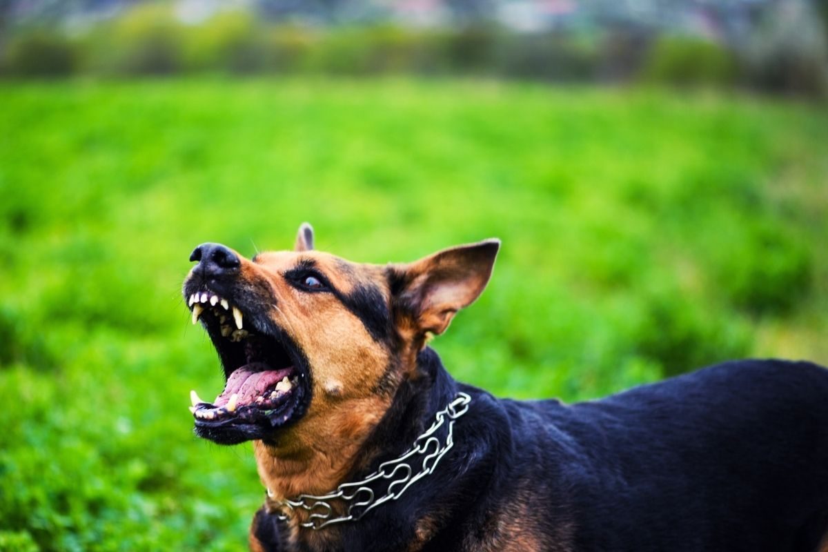 Dog Attack: कुत्रा अचानक अंगावर आल्यावर असं चुकून पण करायचं नसतं; नाहीतर नक्की चावेल