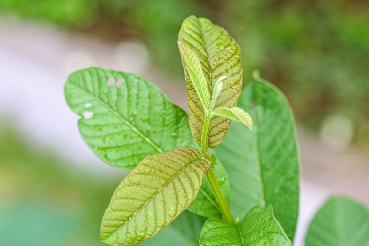 Hair Care: केसांसाठी कधी पेरूची पानं वापरलीयत का? अनेक प्रॉब्लेम्सवर आहे सोपा घरगुती उपाय