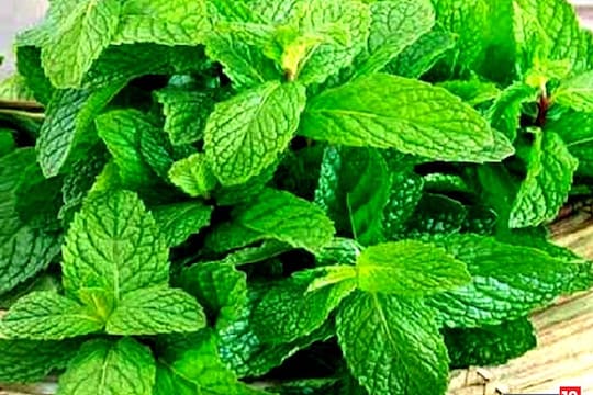 Mint multiuse: चटणी आणि औषधी गुणधर्माशिवाय पुदिन्याचा घरात इतक्या कामांसाठी आहे उपयोग