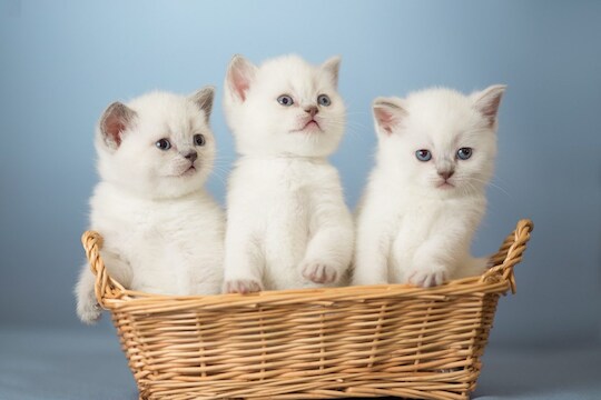 फाईल फोटो