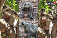 माकडाच्या पिल्लाच्या डोक्यात अडकला तांब्या, 3 दिवस आईची बाळासाठी घालमेल PHOTOS