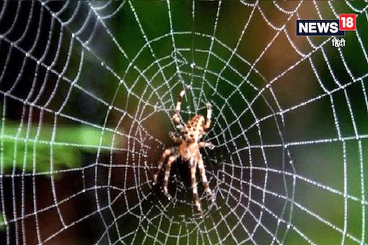 घरात सारखी होतात कोळ्यांची जाळी? हे जालीम उपाय करून बघा, परत नाहीत होणार