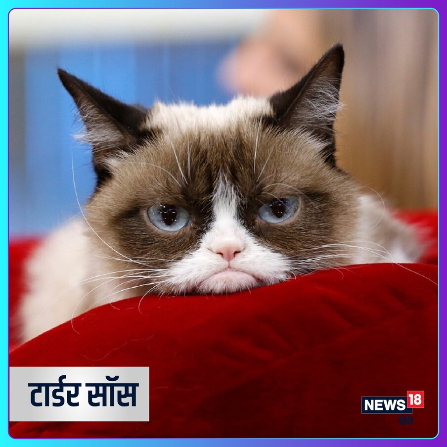 ही ग्रम्पी मांजर 100 दशलक्ष डॉलर्सची मालकीण असल्याचं म्हटलं जातं. सोशल मीडियावर तिचे भरपूर फॅन फॉलोअर्स होते. या मांजरीने "ग्रंपी कॅट्स वर्स्ट ख्रिसमस एवर" या चित्रपटात देखील काम केलं आहे. (Image - Instagram/realgrumpycat)
