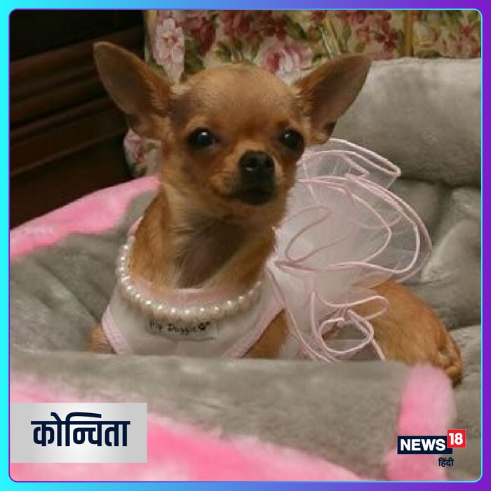 कोन्चिता नावाचा हा कुत्रा चिहुआहुआ टिफनीचे हार आणि काश्मिरी स्वेटर घातलेला दिसतो. सोशलाइट गेल पोस्नरने कोन्चिताला 8.4 दशलक्ष डॉलर्स वारशाने दिले, ज्यात मियामीमधील वॉटरफ्रंट पॅडचा समावेश आहे. (Image-luxurylaunches.com)