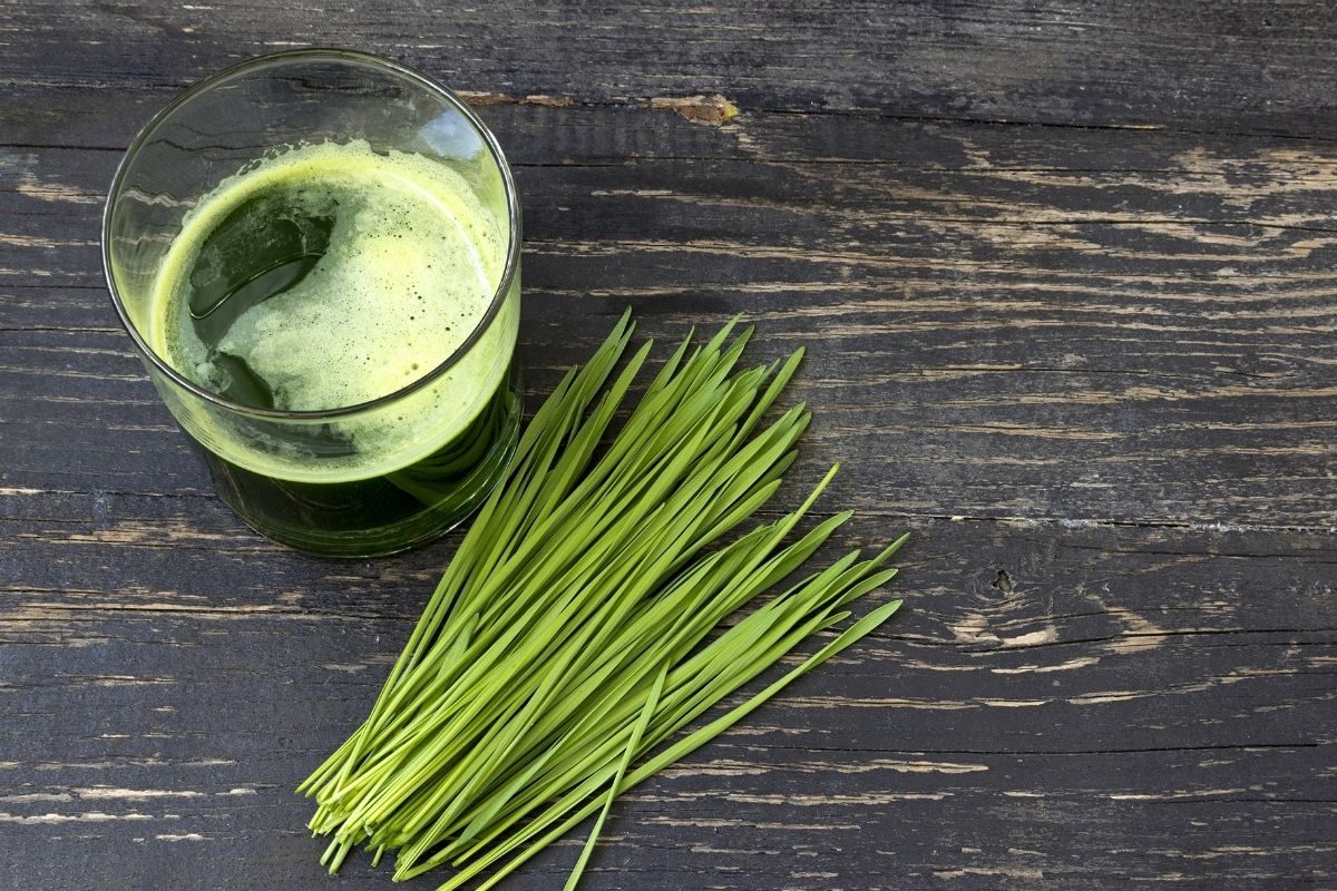 Wheat Grass Benefits: आरोग्याच्या इतक्या प्रॉब्लेम्सवर गुणकारी आहेत गव्हाचे अंकुर; जाणून घ्या सर्व फायदे