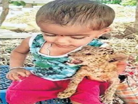 वाचून तुम्हाला विश्वास बसणार नाही, अशी एक बातमी समोर आली आहे. तुम्ही कधी कल्पना केली आहे का, मांजर, कुत्रा नाही तर थेट बिबट्याचा बछडा (Leopard Calf)तुमच्या घरी राहतोय. 