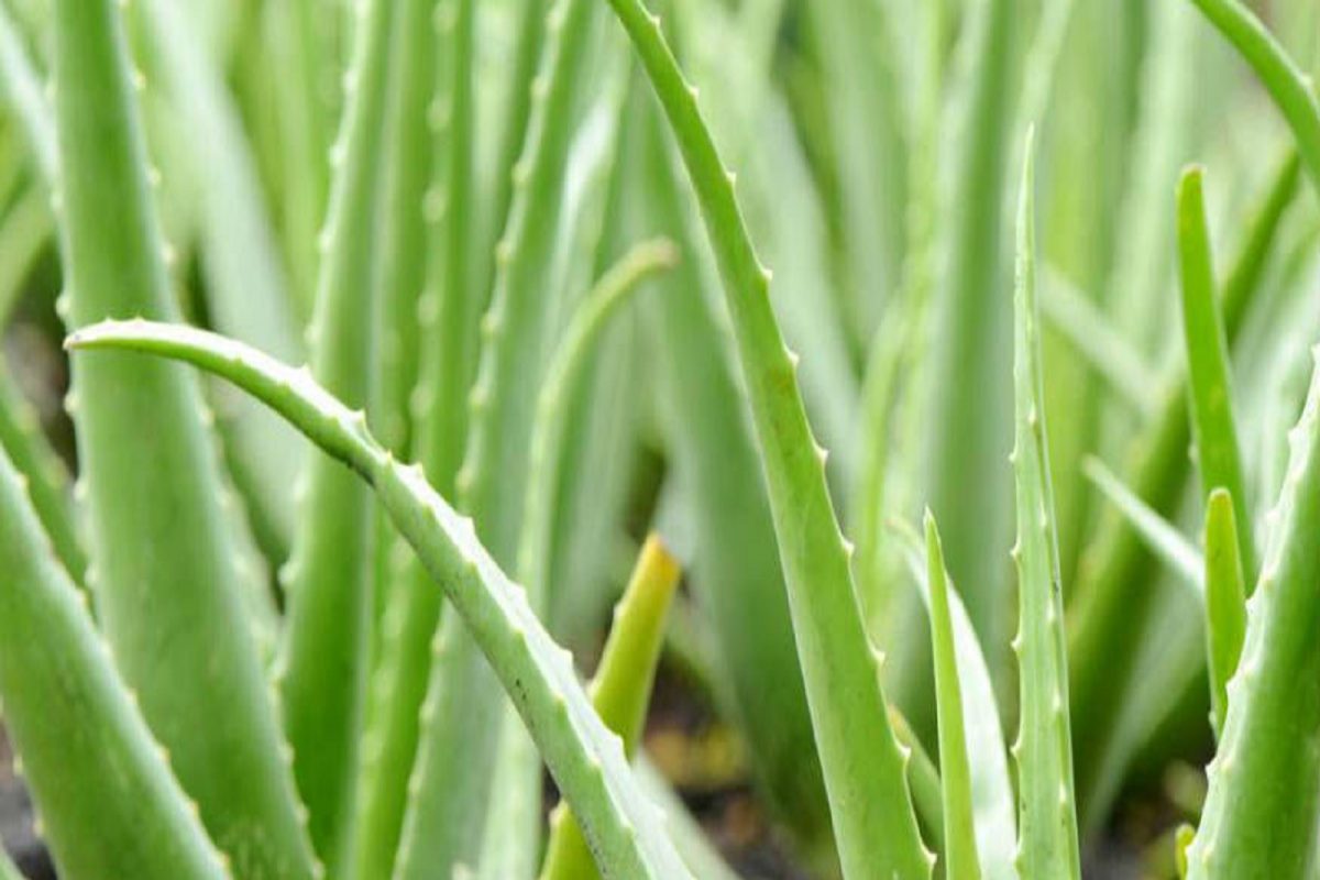 Business Idea: खर्च कमी, उत्पन्न जास्त; कोरफडीची लागवड करून कमवा 5 पट नफा