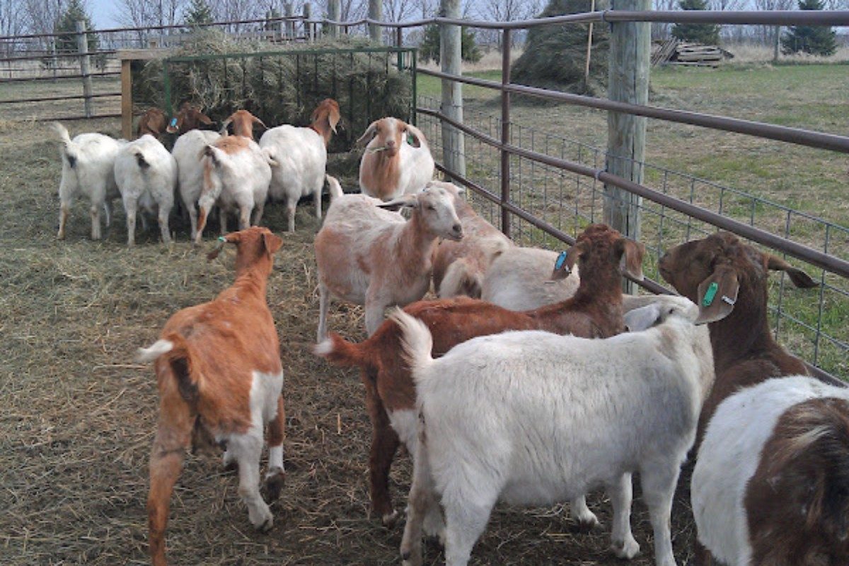 Goat Farming : MNC मधली नोकरी सोडून सुरू केला शेळी पालनाचा व्यवसाय; महिन्याला होतेय लाखोंची उलाढाल