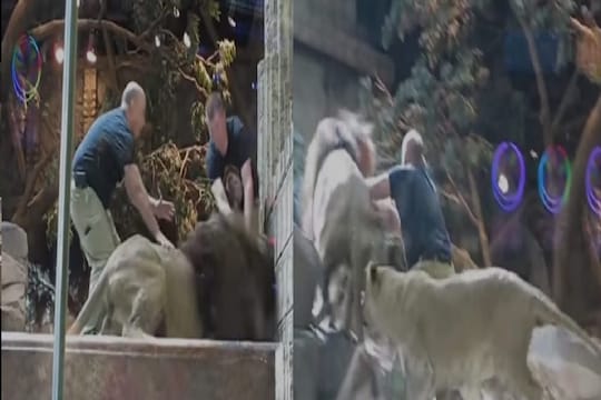 चक्क एका सिंहिणीने सिंहाच्या तावडीतून केली माणसाची सुटका; कधीच पाहिला नसेल असा VIDEO