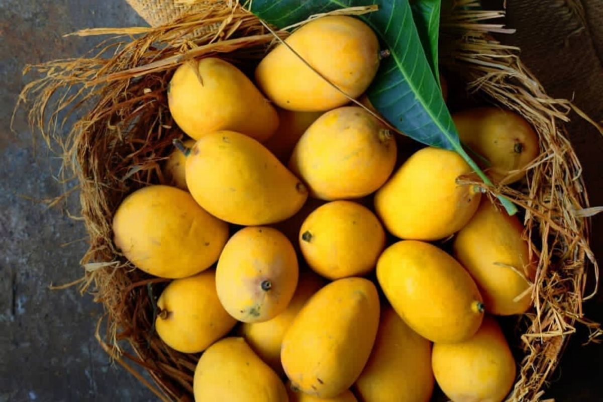 Mango Season : मधुमेह असलेल्या लोकांसाठी आंबा खाणे सुरक्षित आहे का?