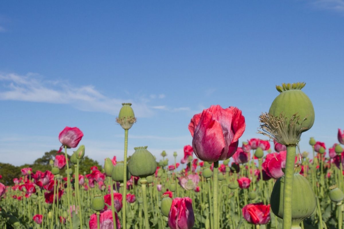 अफगाणिस्तानात तालिबानच्या कडक कारवाईनंतरही अफूची शेती का होतेय? भारताशी कसं आहे कनेक्शन?