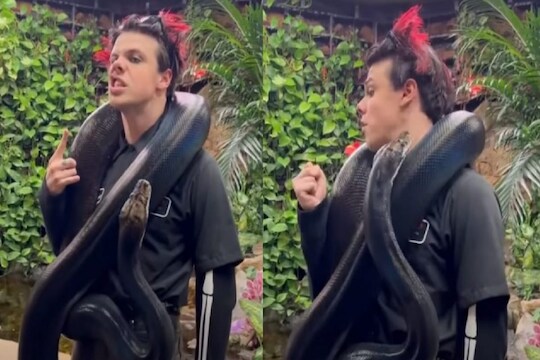 अवाढव्य अजगर मानेभोवती गुंडाळून देत होता पोझ; VIDEO चा शेवट पाहून अंगावर काटा येईल