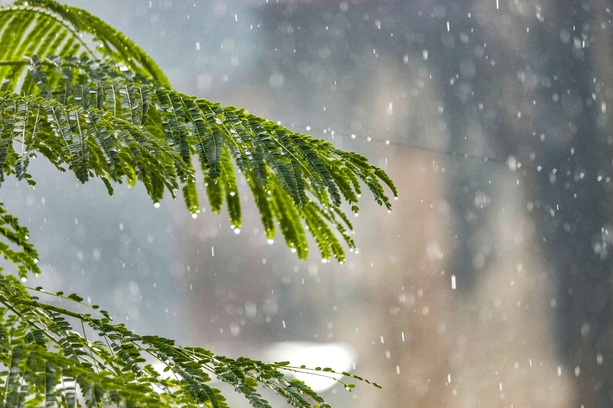 Weather Updates: मान्सून लवकरच केरळमध्ये, काय सांगतो IMD चा पावसाविषयीचा नवा अंदाज